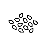 Seeds